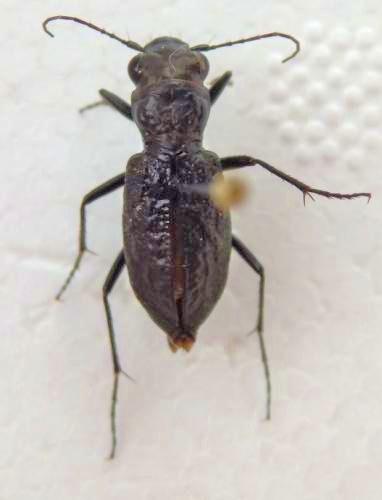 Aniara sepulchralis